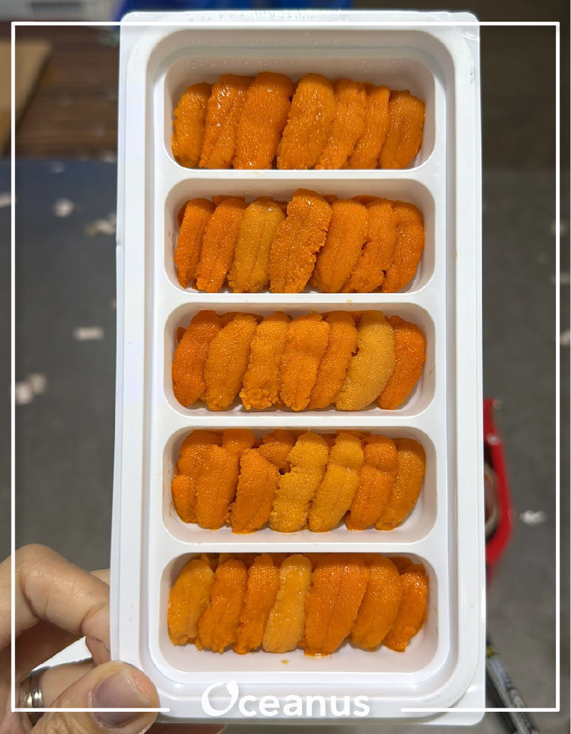 ** 數量有限, 先到先得, 售完即止! **【現貨】韓國(膠板)馬糞海膽(約95g)