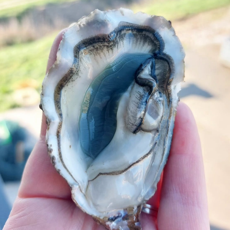 法國普斯蠔 Pousse en Claire No.2