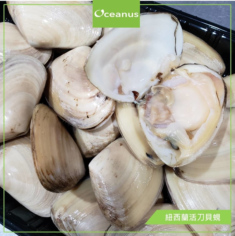 **暫停**【刺身級】紐西蘭活刀貝蜆(1kg, 約14-20隻)**需預訂**